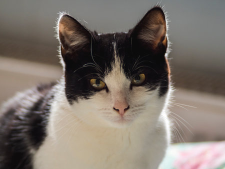 a young black and white domestic cat (Felis catus) looks cuteの写真素材