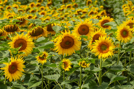 a field with blooming sunflowers in summerの写真素材