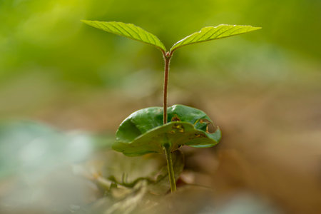 young sprout of a beech tree grows in the forestの写真素材