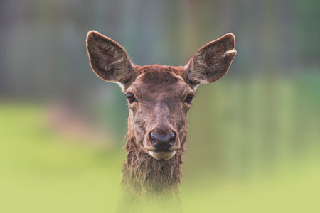 a Portrait of a red deer doe (Cervus elaphus) in a meadowの写真素材