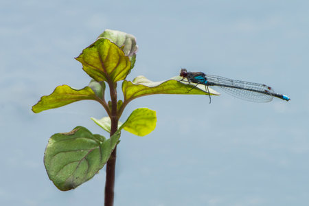 1 dragonfly sits on a leaf and rests