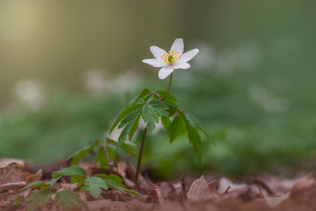 one blooming wood anemone grows in the forestの写真素材