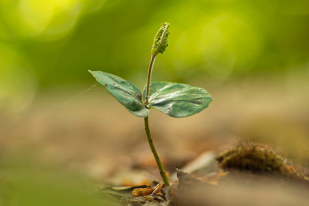 young sprout of a beech tree grows in the forestの写真素材