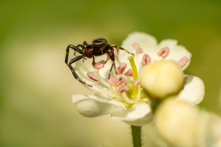 crab spider hides in a flower and waits for preyの写真素材