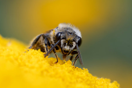 bee sits on a flower and collects pollen and nectarの写真素材