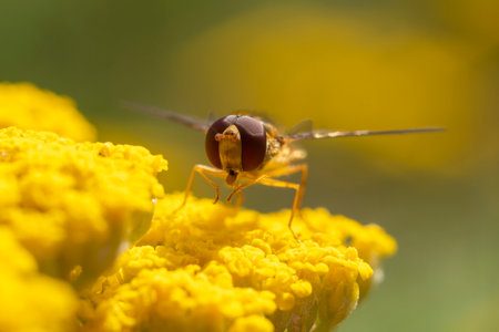 hover fly sits on a flower and nibbles on nectarの写真素材