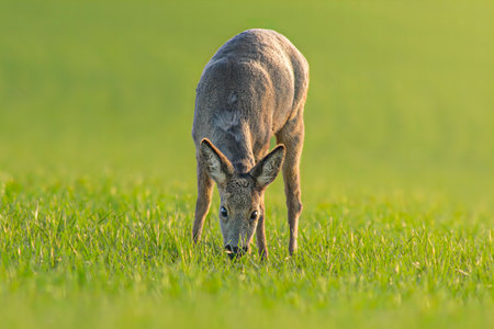 A Roe deer doe (Capreolus capreolus) stands on a green meadow and eatsの写真素材