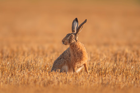 A European hare (Lepus europaeus) sits on a harvested stubble fieldの写真素材