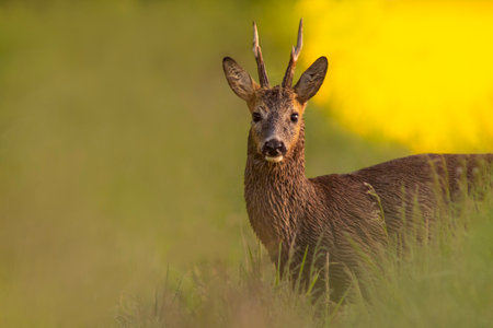 A Roe deer buck (Capreolus capreolus) stands on a green meadow and eatsの写真素材