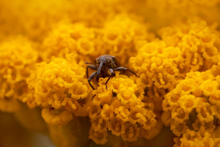 weevil sits on a yellow flower and sunbathesの写真素材
