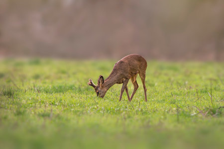 A Roe deer buck (Capreolus capreolus) stands on a green meadow and eatsの写真素材