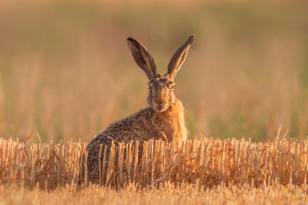A European hare (Lepus europaeus) sits on a harvested stubble field