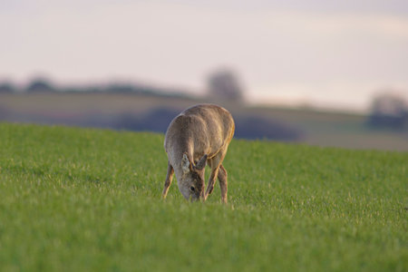 A Roe deer doe (Capreolus capreolus) stands on a green meadow and eatsの写真素材