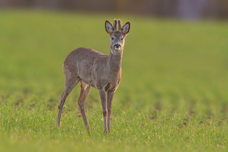 A Roe deer buck (Capreolus capreolus) stands on a green meadow and eatsの写真素材
