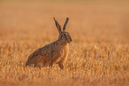 A European hare (Lepus europaeus) sits on a harvested stubble fieldの写真素材