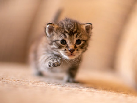 a young domestic striped cat (Felis catus) looks cuteの写真素材