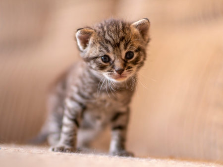 a young domestic striped cat (Felis catus) looks cuteの写真素材