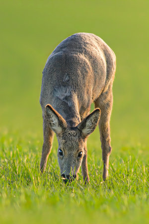 A Roe deer doe (Capreolus capreolus) stands on a green meadow and eatsの写真素材