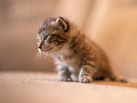 a young domestic striped cat (Felis catus) looks cuteの写真素材
