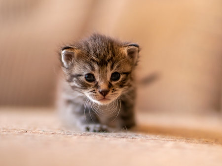 a young domestic striped cat (Felis catus) looks cuteの写真素材