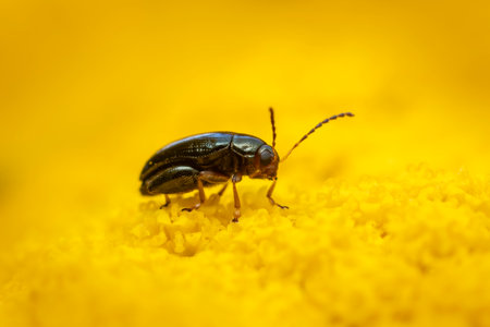 flea beetle sits on a yellow flower and sunbathesの写真素材
