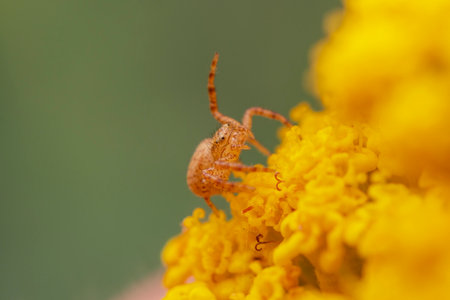 a yellow pumpkin spider camouflage itself on a yellow blooming flowerの写真素材