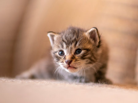 a young domestic striped cat (Felis catus) looks cuteの写真素材
