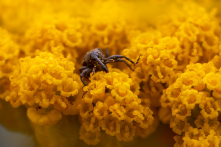 weevil sits on a yellow flower and sunbathesの写真素材