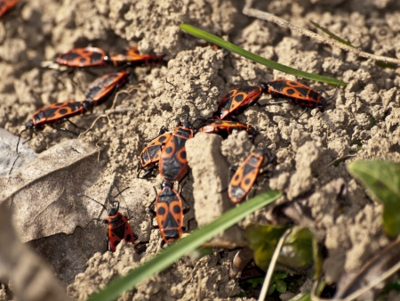 red bugs 