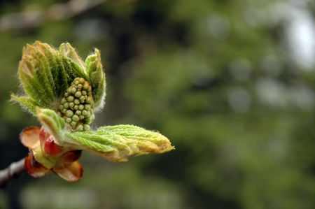 A magnolia bud