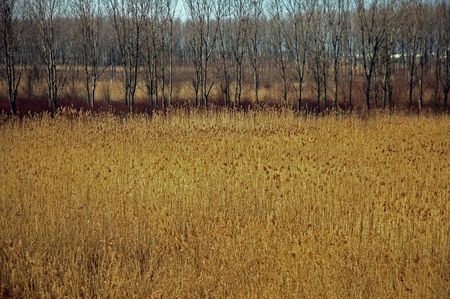 Fields of tall grass