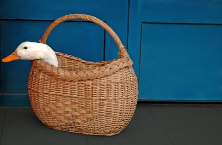Goose in a basketの写真素材