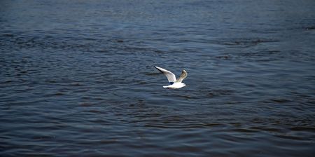 Gull flying above the waterの写真素材
