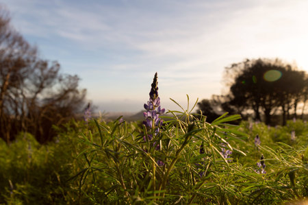 Flowers of Vesuviusの写真素材