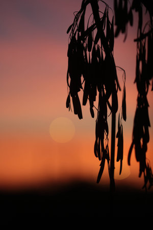 macro sunset blackの写真素材