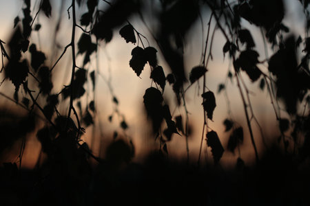 Sunsetの写真素材