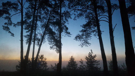 Forest sunsetの写真素材