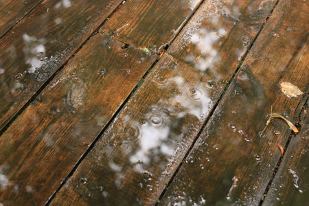 rain summer on the woodの写真素材