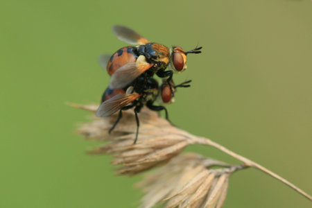 sex macro flyの写真素材