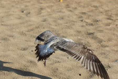 fly sea birdの写真素材