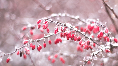Berberries in snowの写真素材