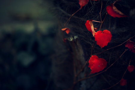 contrast of colors between green leaves and background and red heart leavesの写真素材