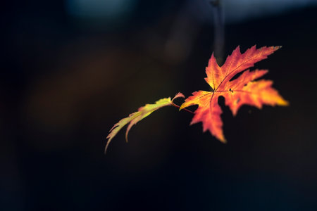 Maple leaf on a dark background