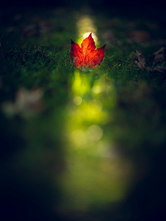 a ray of sunlight illuminates a fallen ivy leafの写真素材