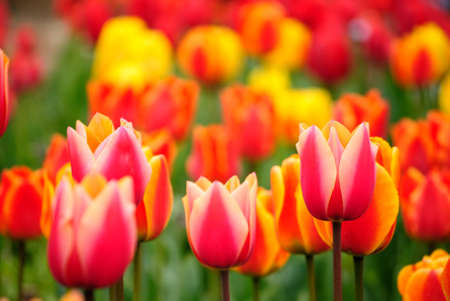 tulips in springの写真素材