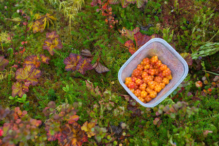 Cloudberry in bowl on colorful leaves background in mountains near Hemsedal Buskerud Norwayの写真素材