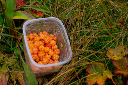 Cloudberry in bowl on colorful leaves background in mountains