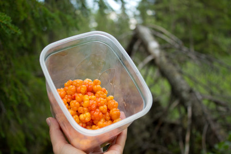 Womans hand holder bowl with cloudberry in the mountains near Hemsedal Buskerud Norwayの写真素材