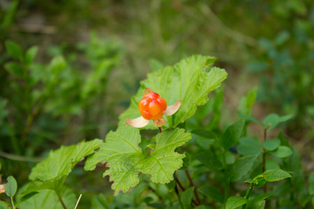 One Cloudberry growing in mountains near Hemsedal Norway
