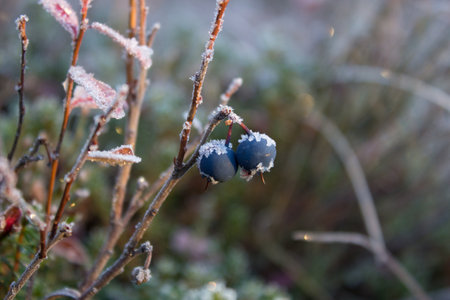 Beautiful frozen blueberry bush in sun beams, winter morning in Hemsedal, Buskerud,Norway,north nature,scandinavian landscape,の写真素材